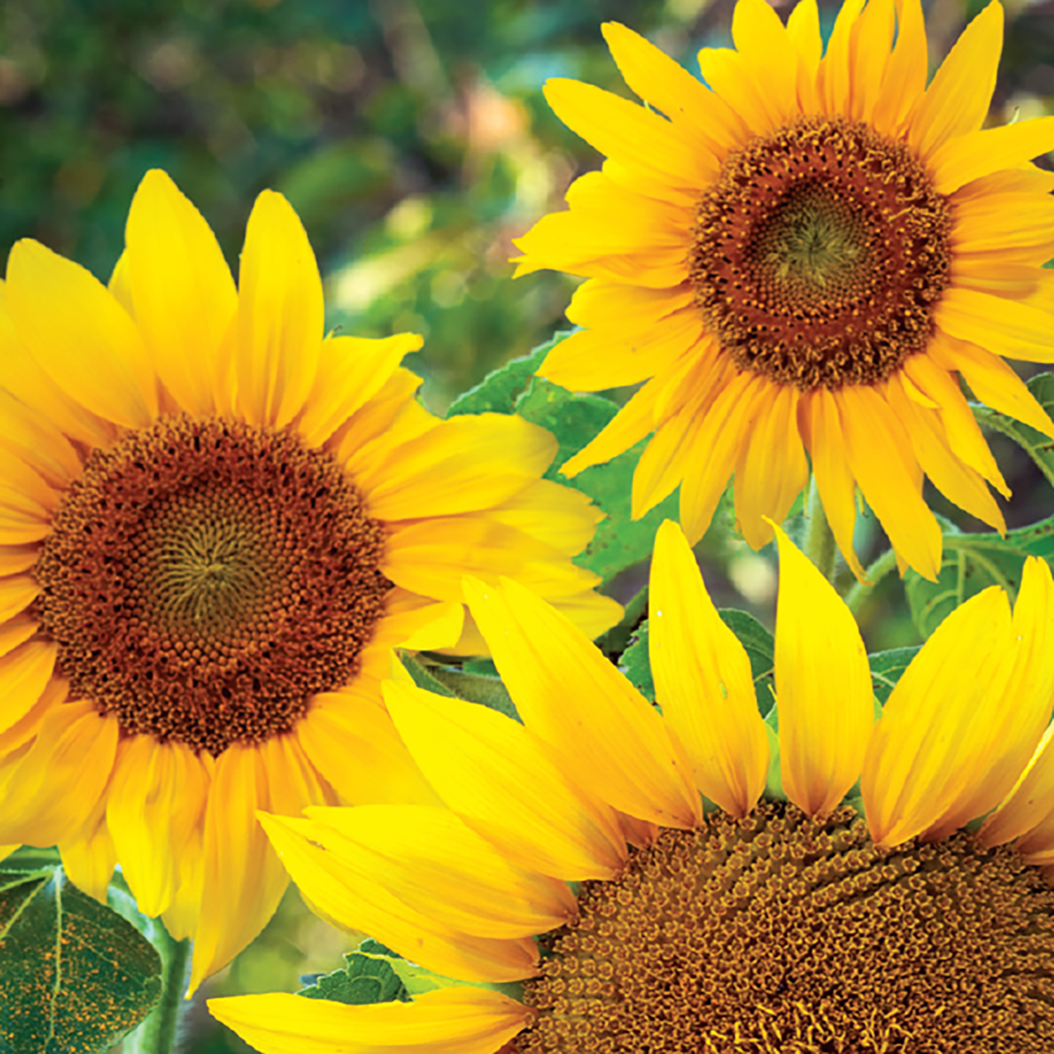 An image showing three sunflowers with yellow petals and brown centers, with one sunflower partially out of frame showing only its lower part.